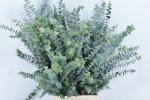 Eucalyptus BABY BLUE